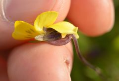 Viola roccabrunensis