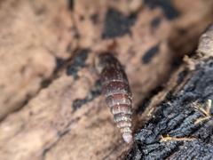 Clausilia