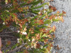 Erica capillaris