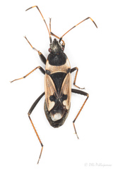 Raglius confusus