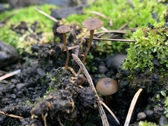 Lyophyllum anthracophilum