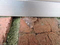 Cerastis tenebrifera