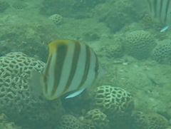 Parachaetodon ocellatus