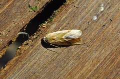 Micrathetis dasarada