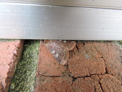 Cerastis tenebrifera