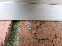 Cerastis tenebrifera