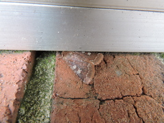 Cerastis tenebrifera