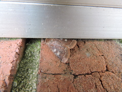 Cerastis tenebrifera