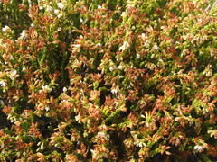 Erica capillaris