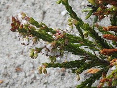 Erica capillaris