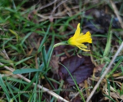 Narcissus minor asturiensis