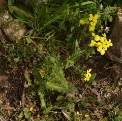 Biscutella cichoriifolia