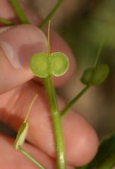 Biscutella cichoriifolia