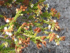 Erica capillaris