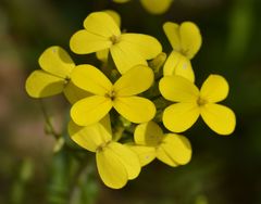 Biscutella cichoriifolia