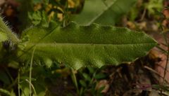 Biscutella cichoriifolia