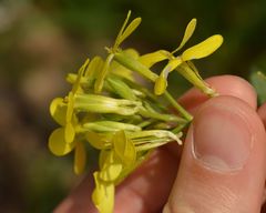 Biscutella cichoriifolia