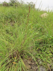 Cymbopogon tortilis
