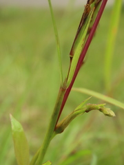 Cymbopogon tortilis