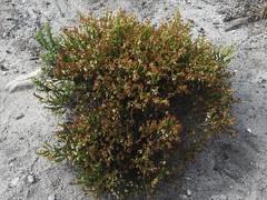 Erica capillaris