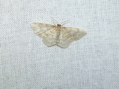 Hydrelia sylvata