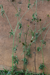 Bidens biternata