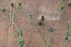 Bidens biternata