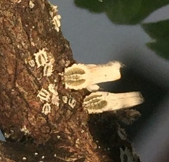 Praelongorthezia praelonga