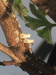 Praelongorthezia praelonga