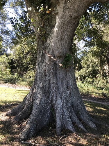Texas red oak