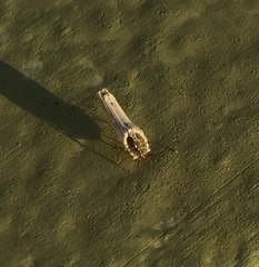 Praelongorthezia praelonga