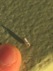 Praelongorthezia praelonga