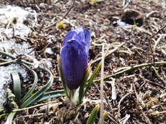 Crocus tauricus