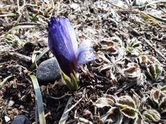 Crocus tauricus
