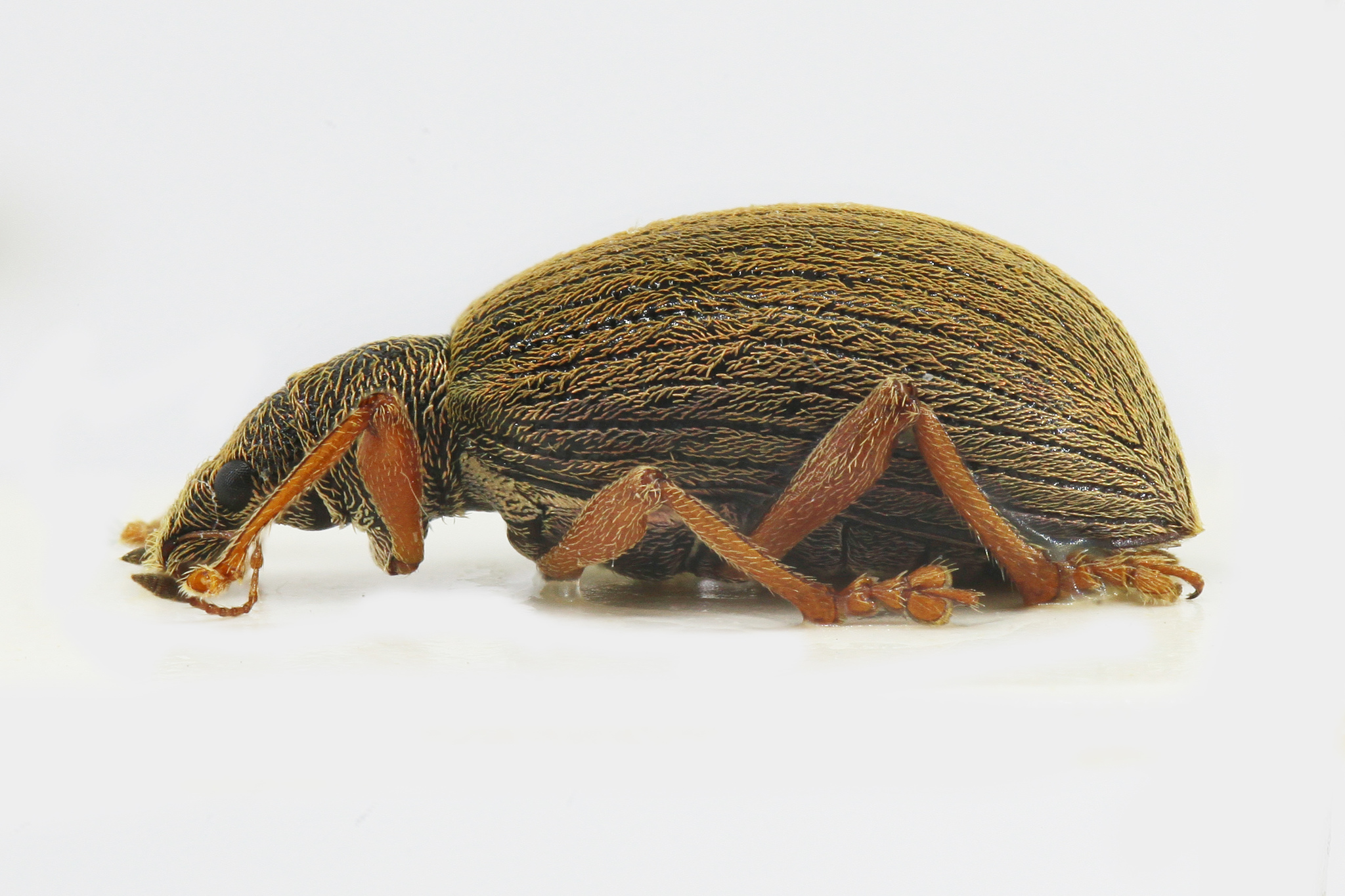 MidoliSTRUM×PERVERSEYEONTHEWORLD Polydrusus mollis · iNaturalist