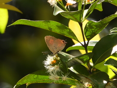 Rapala dieneces dieneces
