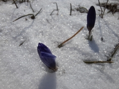 Crocus tauricus