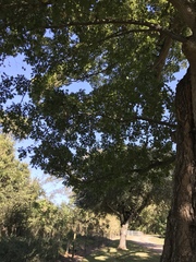 Quercus texana