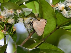 Rapala dieneces dieneces