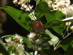 Rapala dieneces dieneces