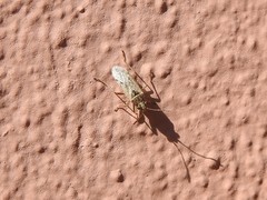 Nysius simulans