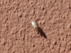 Nysius simulans