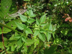 Ostericum palustre