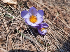 Crocus tauricus
