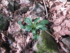 Borodinia canadensis