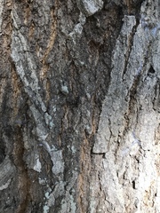 Quercus texana