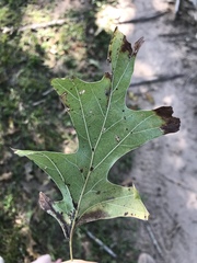 Quercus texana