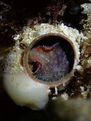 Vermetoidea