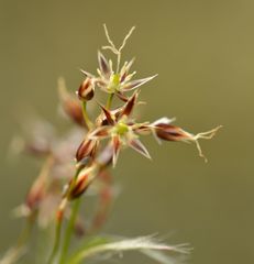 Luzula forsteri