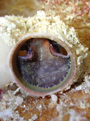 Vermetoidea